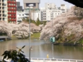 [日常][20140408千鳥ヶ淵+英国大]