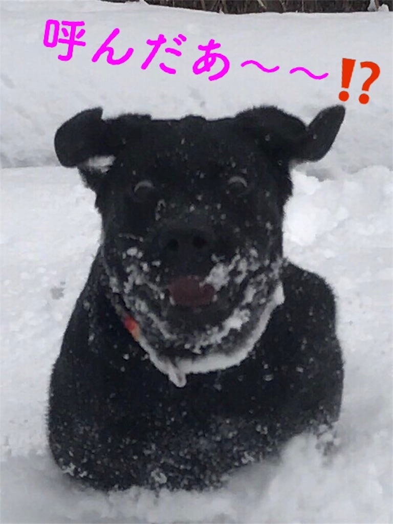 f:id:rukaema:20170227125014j:image f:id:rukaema:20170227125014j:image