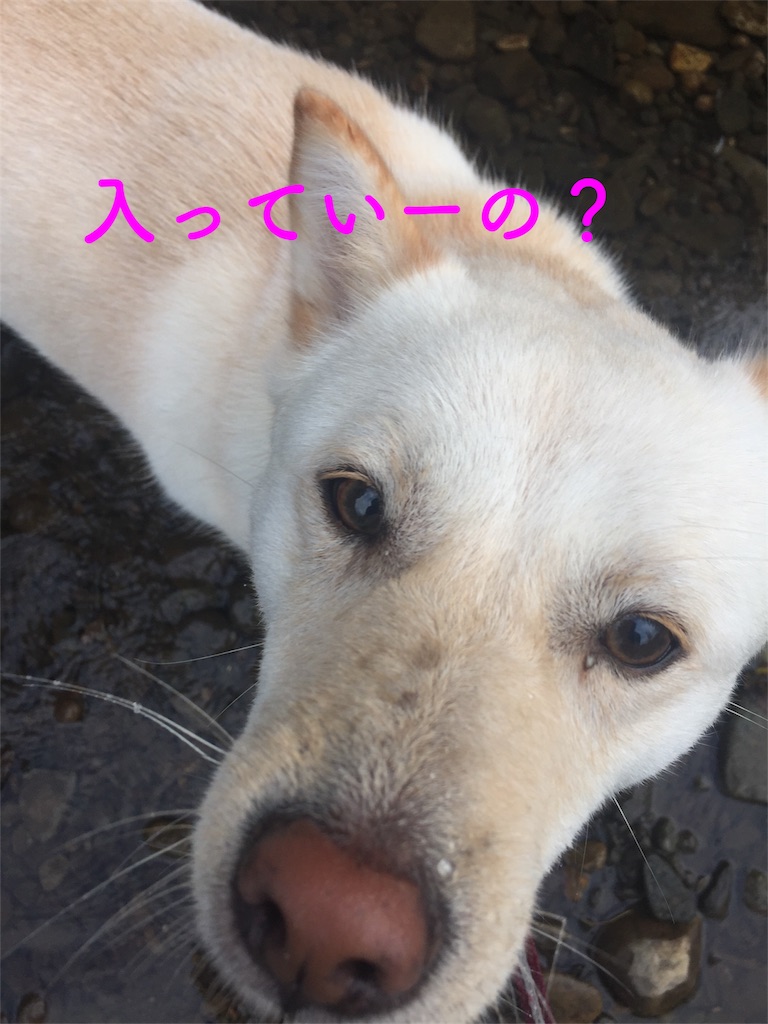 f:id:rukaema:20170818184522j:image f:id:rukaema:20170818184522j:image