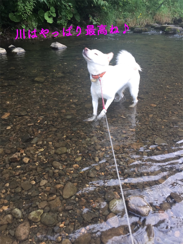 f:id:rukaema:20170818184600j:image