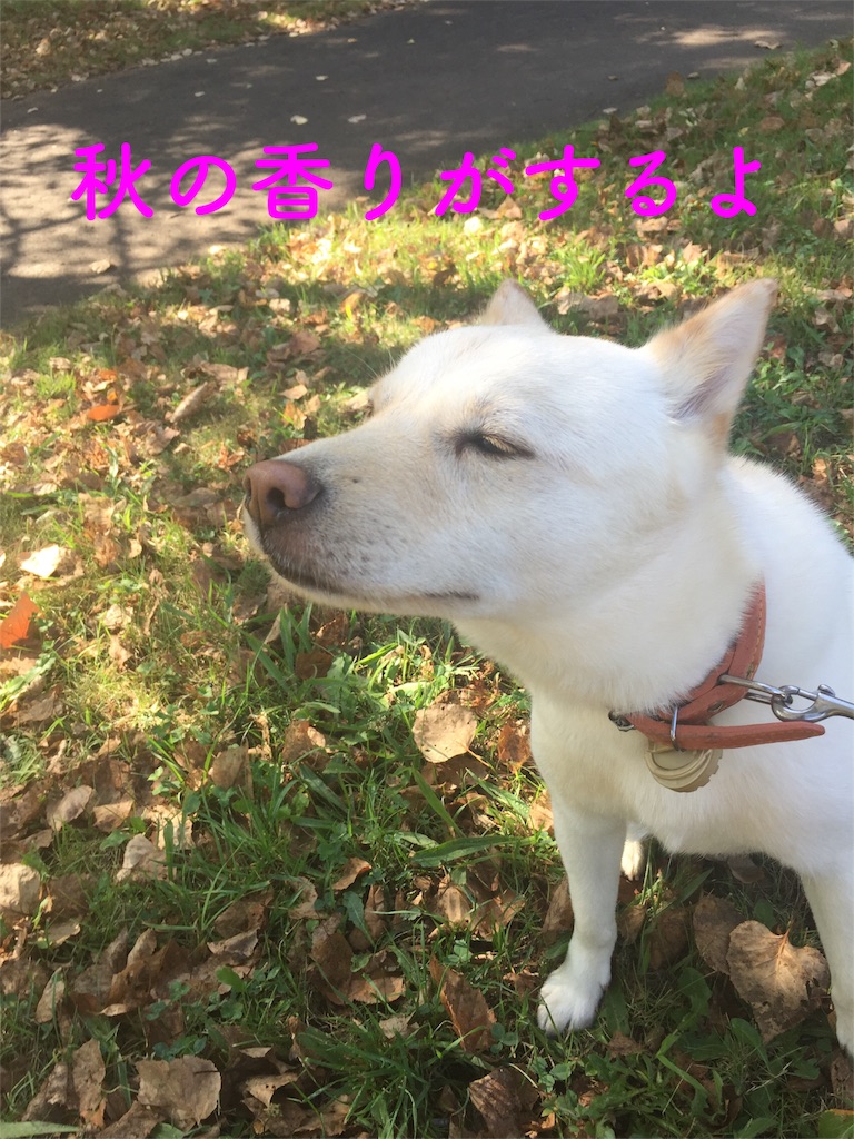 f:id:rukaema:20170820170951j:image f:id:rukaema:20170820170951j:image