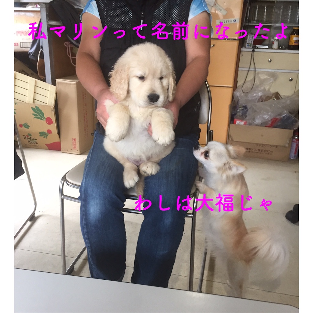 f:id:rukaema:20170820175023j:image f:id:rukaema:20170820175023j:image