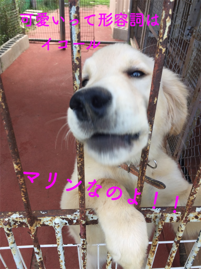 f:id:rukaema:20170820175713j:image f:id:rukaema:20170820175713j:image