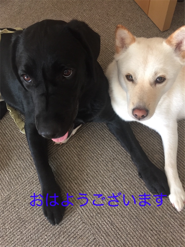 f:id:rukaema:20170820183618j:image f:id:rukaema:20170820183618j:image