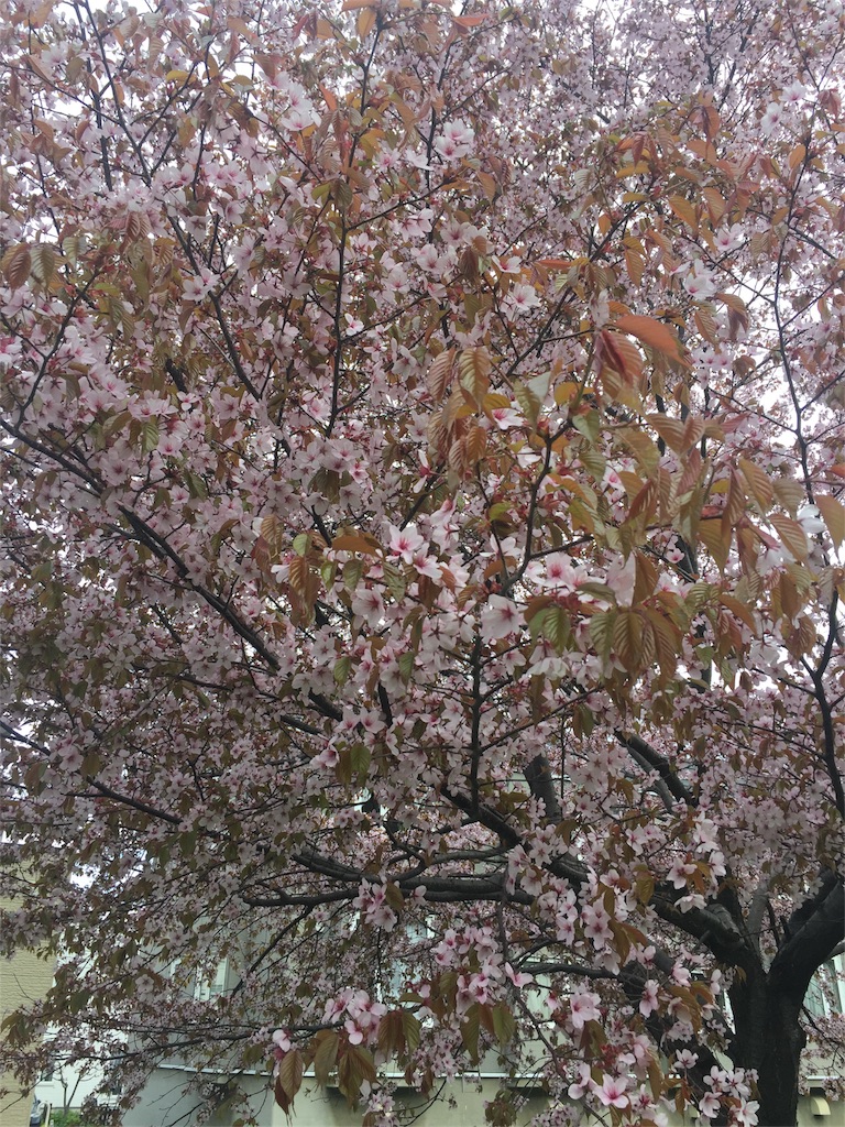 f:id:rukaema:20180506053806j:image f:id:rukaema:20180506053806j:image