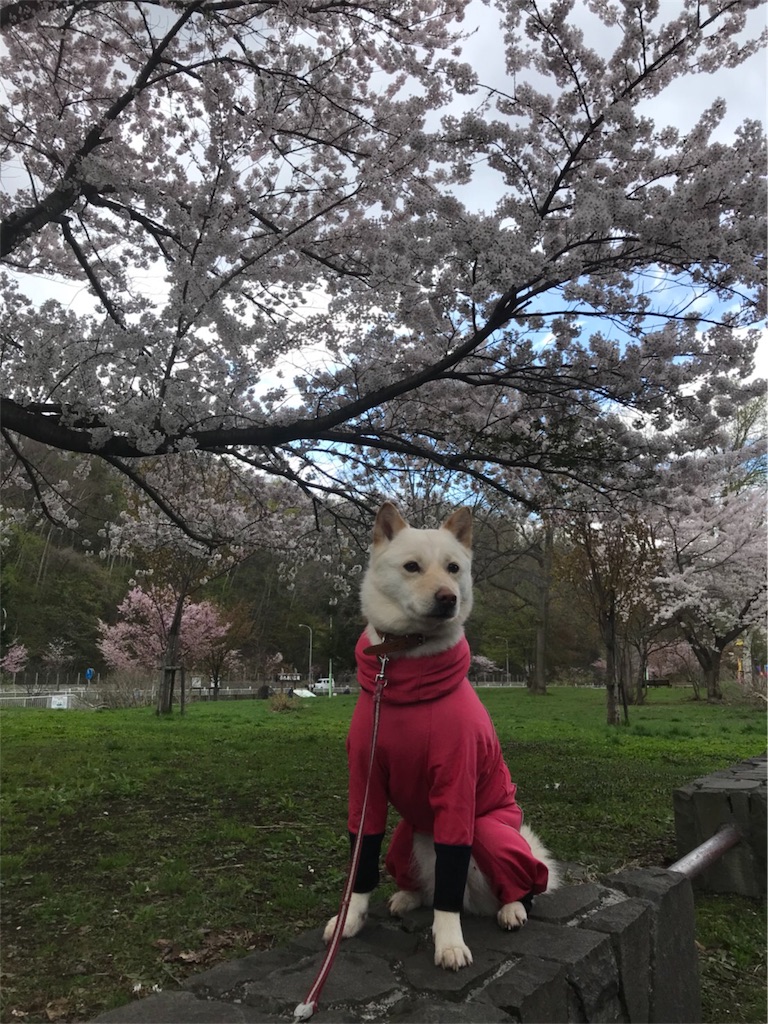 f:id:rukaema:20180506054058j:image f:id:rukaema:20180506054058j:image