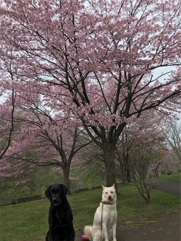 f:id:rukaema:20180506054111j:image f:id:rukaema:20180506054111j:image