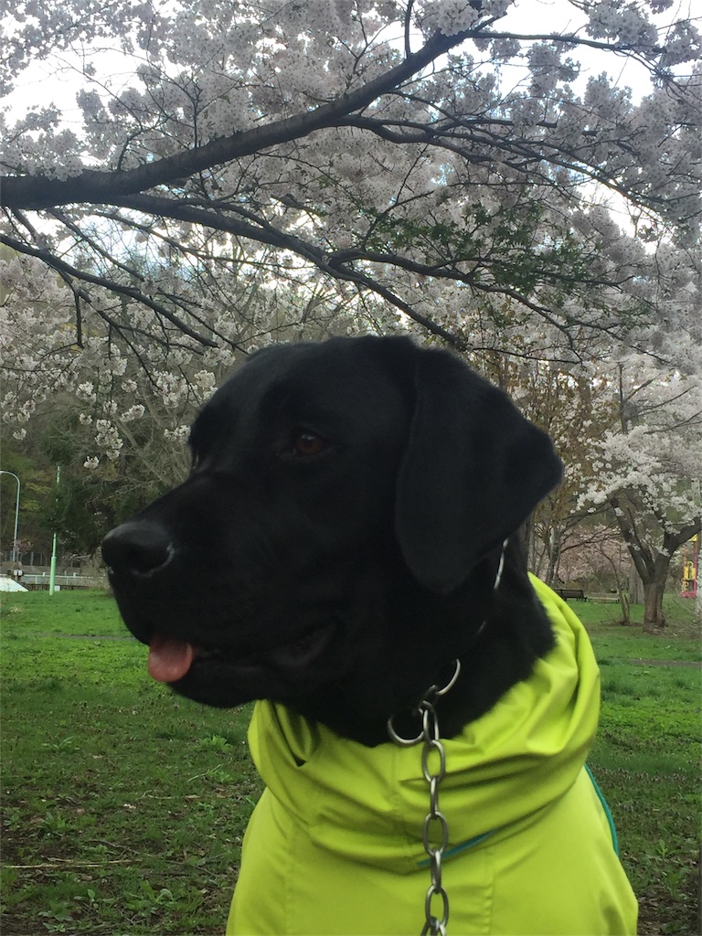 f:id:rukaema:20180506054123j:image f:id:rukaema:20180506054123j:image