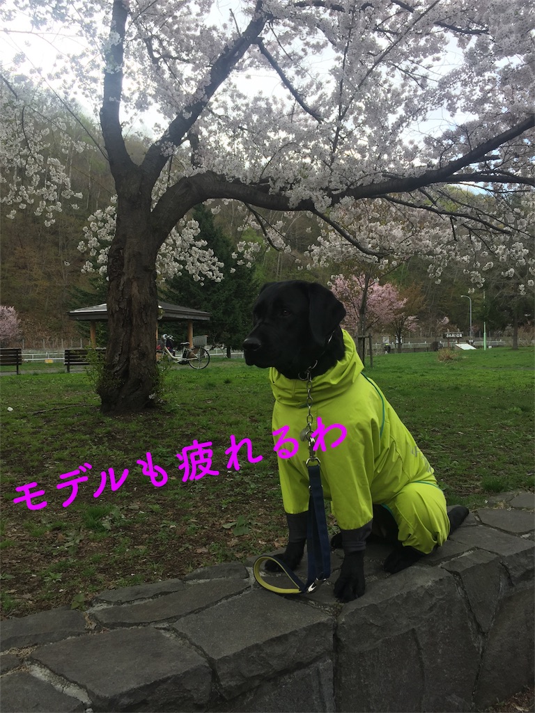 f:id:rukaema:20180506054513j:image f:id:rukaema:20180506054513j:image