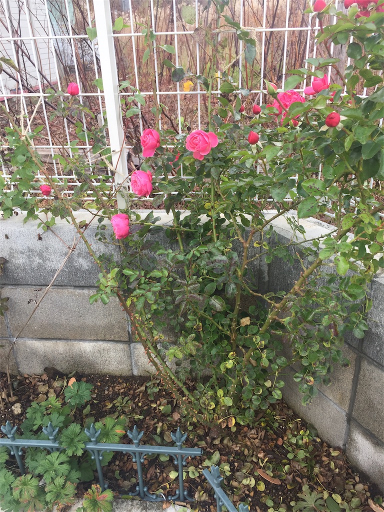 f:id:rukaema:20181028114754j:image f:id:rukaema:20181028114754j:image