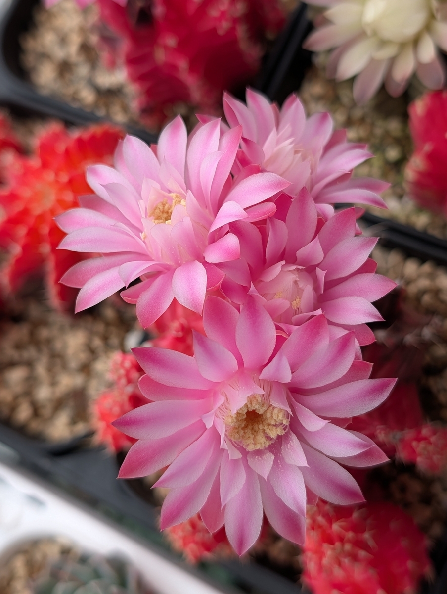 サボテン ギムノカリキウム『緋牡丹錦』の花が可愛い♡ほか - 色