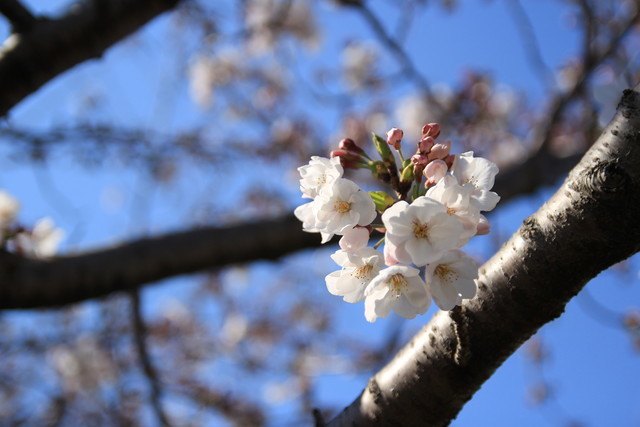 一眼レフカメラEOS Kiss X5で撮る平成最後の桜風景 - る〜子のヲタく拝見