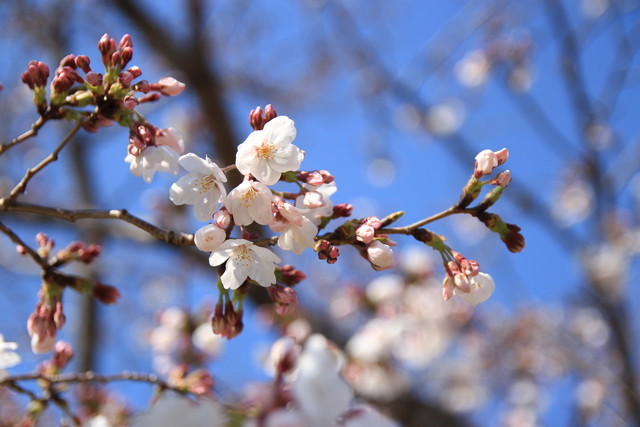 一眼レフカメラEOS Kiss X5で撮る平成最後の桜風景 - る〜子のヲタく拝見