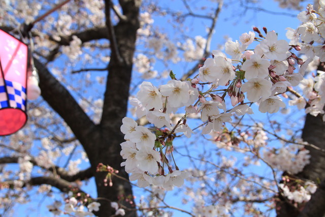 一眼レフカメラEOS Kiss X5で撮る平成最後の桜風景 - る〜子のヲタく拝見