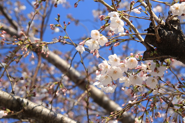 一眼レフカメラEOS Kiss X5で撮る平成最後の桜風景 - る〜子のヲタく拝見