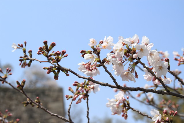 一眼レフカメラEOS Kiss X5で撮る平成最後の桜風景 - る〜子のヲタく拝見