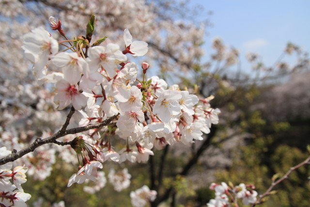 一眼レフカメラEOS Kiss X5で撮る平成最後の桜風景 - る〜子のヲタく拝見