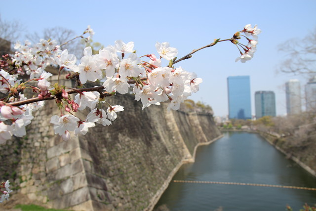 一眼レフカメラEOS Kiss X5で撮る平成最後の桜風景 - る〜子のヲタく拝見