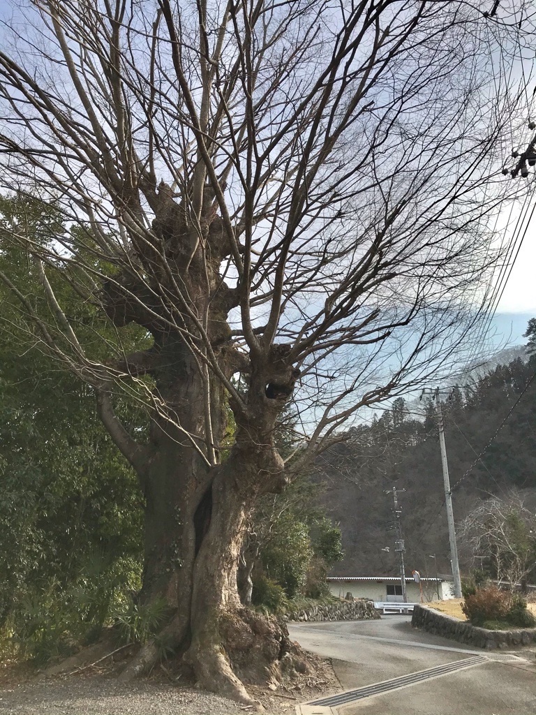 f:id:rumimarusr:20210608214916j:image
