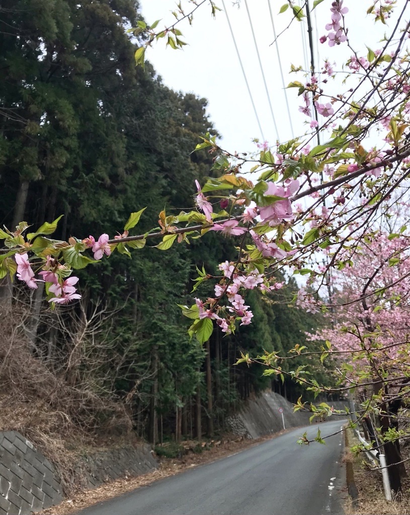 f:id:rumimarusr:20210724010201j:image f:id:rumimarusr:20210724010201j:image