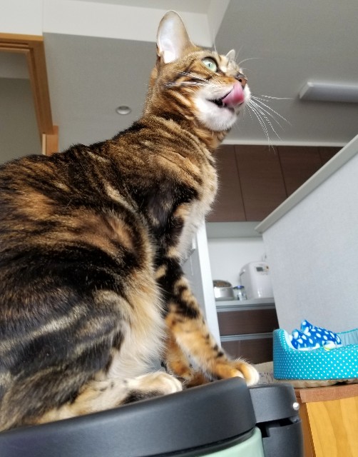 f:id:run-maruko:20190715131117j:image f:id:run-maruko:20190715131117j:image