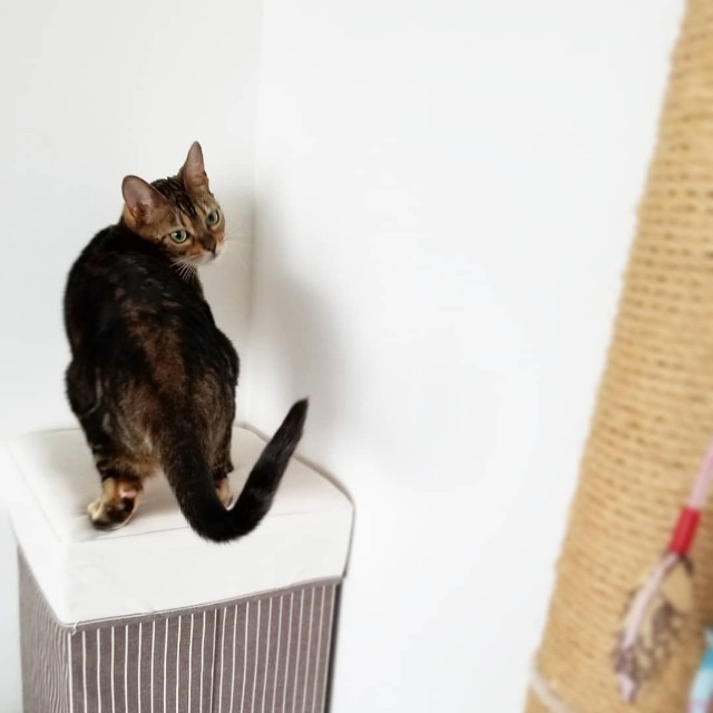 f:id:run-maruko:20190730122502j:image f:id:run-maruko:20190730122502j:image