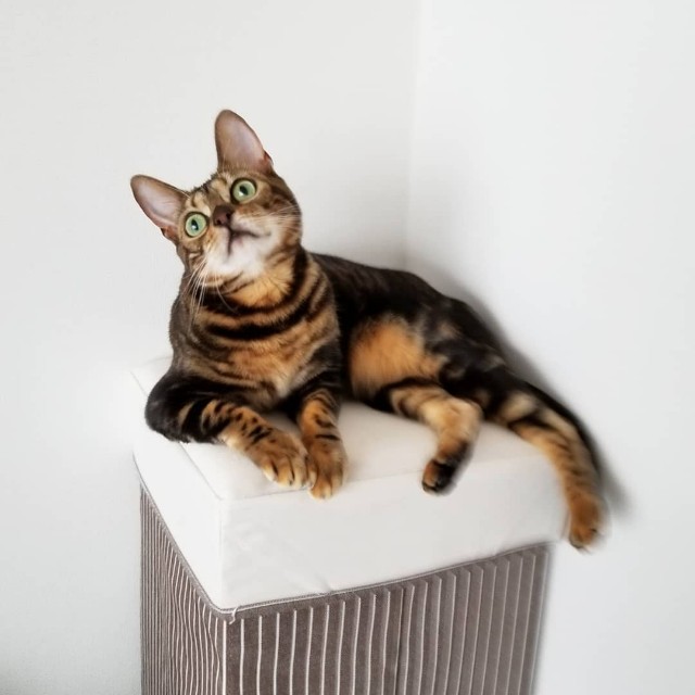 f:id:run-maruko:20190730122651j:image f:id:run-maruko:20190730122651j:image
