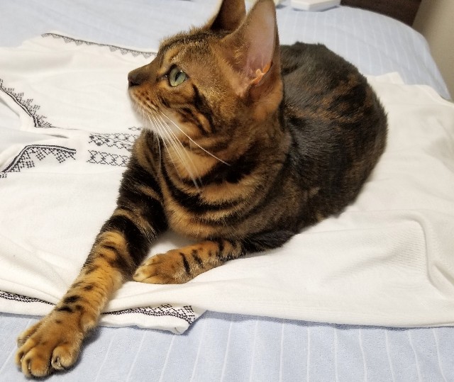 f:id:run-maruko:20190805172032j:image