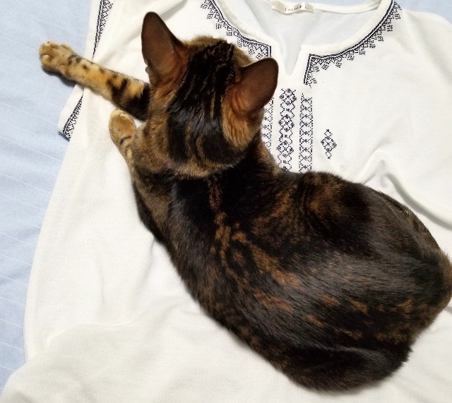 f:id:run-maruko:20190805181609j:image