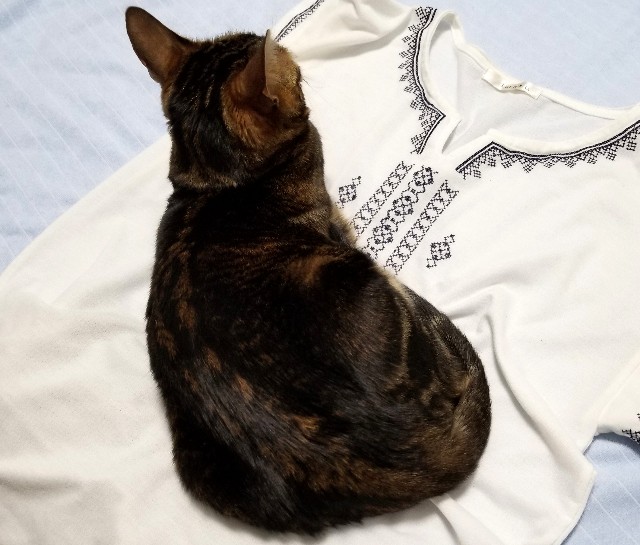 f:id:run-maruko:20190805182341j:image