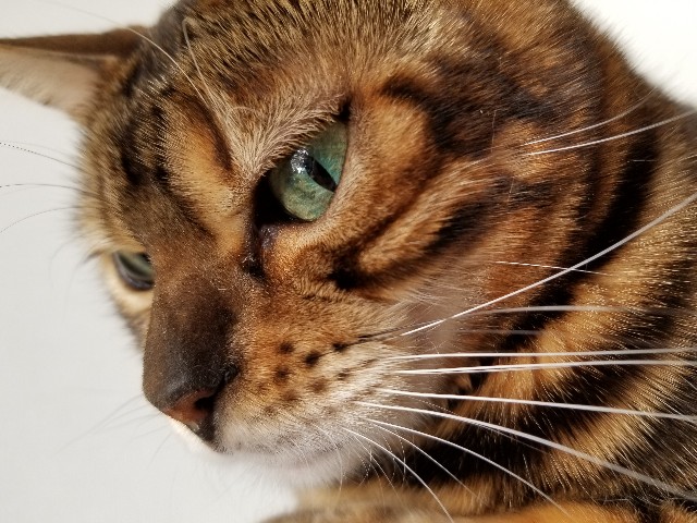 f:id:run-maruko:20191114174438j:image