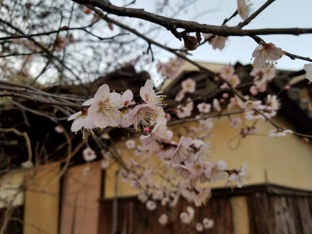 f:id:run-maruko:20200131000631j:image