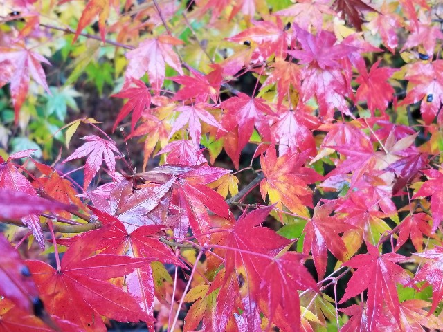 紅葉ドライブ 岡山県北 奥津 鍵掛峠 ベンガル娘のお休み処