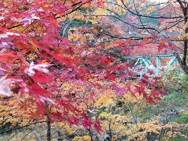 紅葉ドライブ 岡山県北 奥津 鍵掛峠 ベンガル娘のお休み処