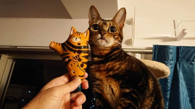 節分、踊る猫 - ベンガル娘のお休み処