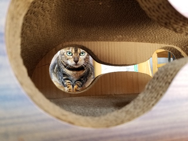 f:id:run-maruko:20210220212828j:image