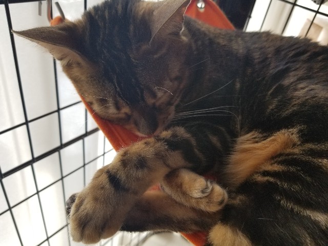 f:id:run-maruko:20221022110649j:image