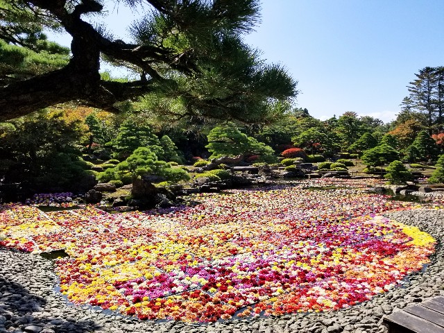 旅】日本一の庭園と池に浮かぶ花たち ~ 足立美術館と由志園 - ベンガル
