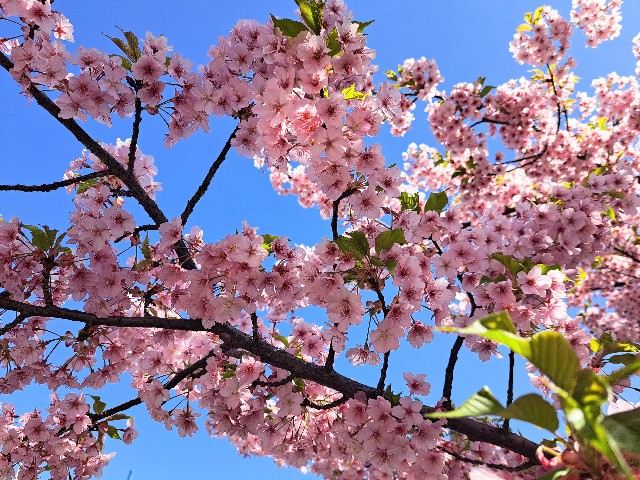 f:id:run-maruko:20230325103322j:image f:id:run-maruko:20230325103322j:image