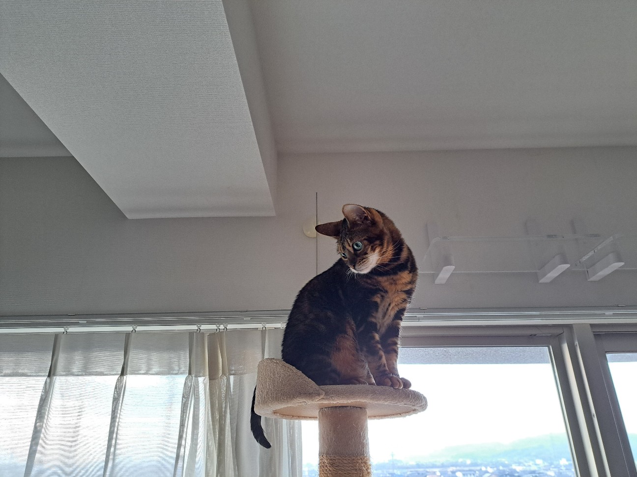 f:id:run-maruko:20251207130937j:image f:id:run-maruko:20251207130937j:image