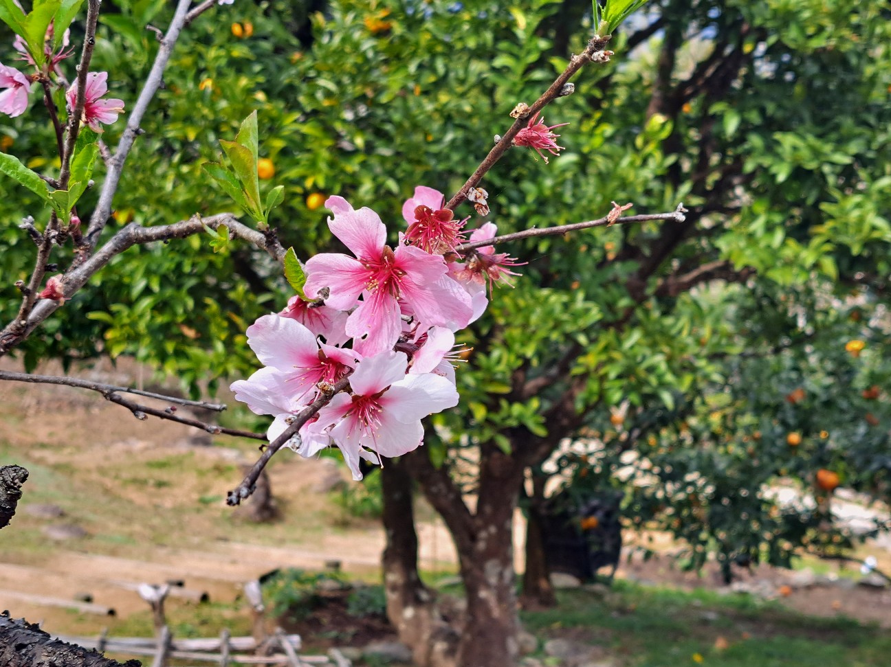 f:id:run-maruko:20260404163342j:image