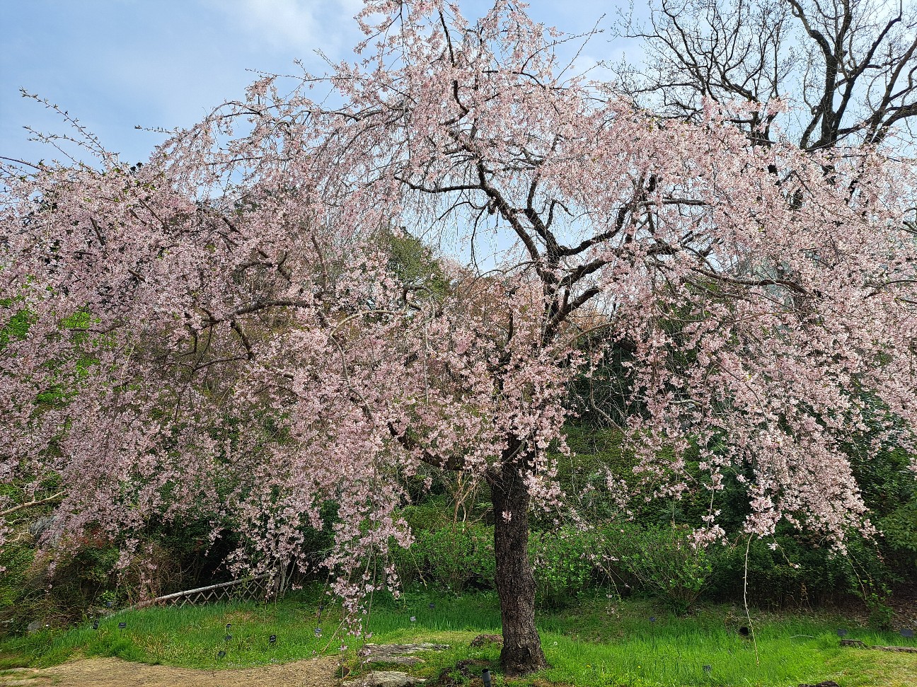 f:id:run-maruko:20260404163343j:image