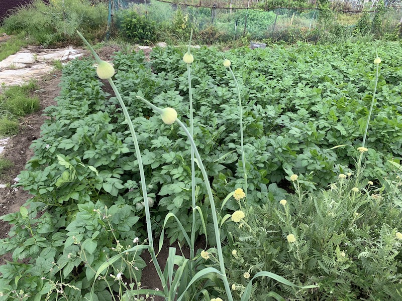 f:id:run-off:20210603153951j:plain