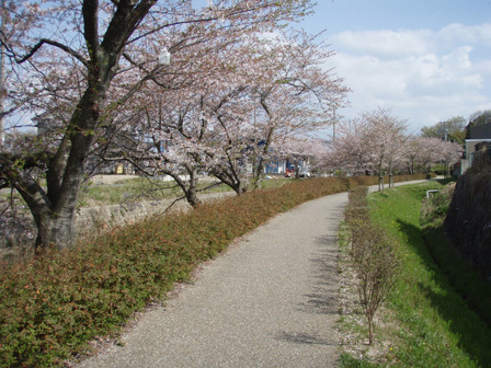 kanare001.jpg