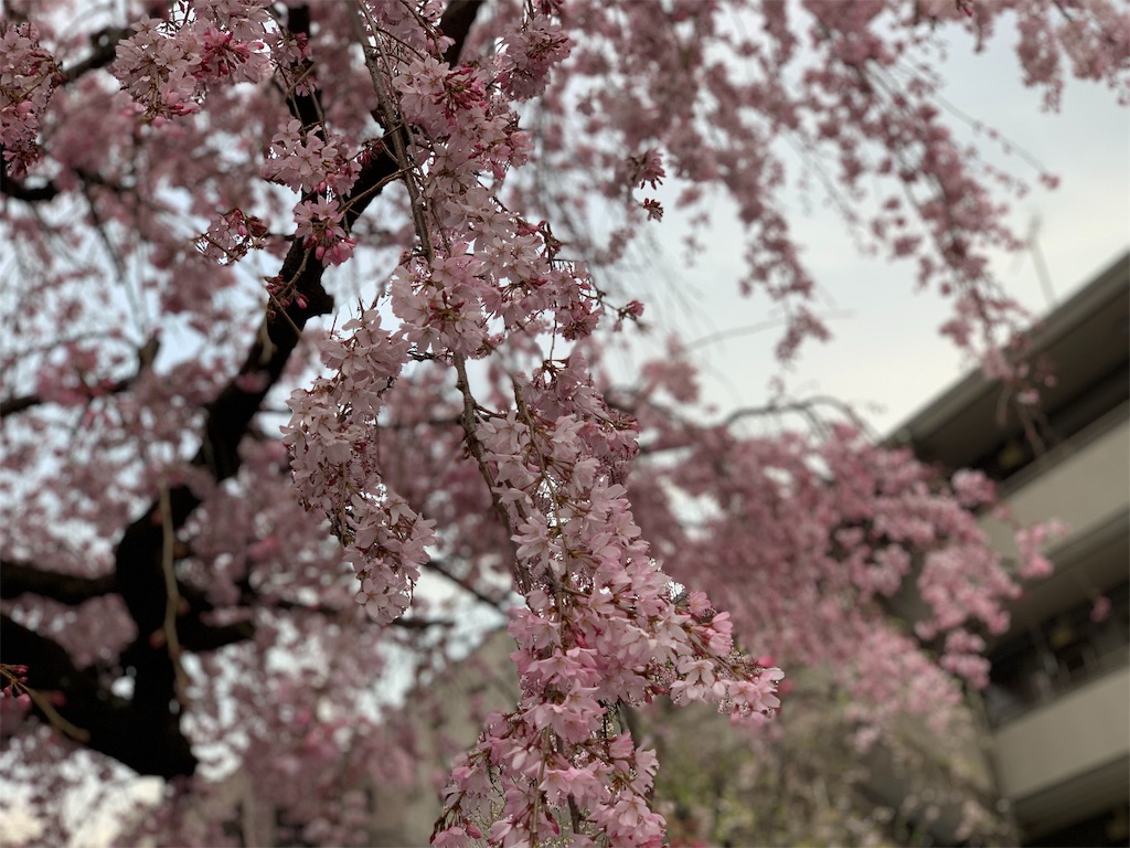 f:id:run104:20190331182941j:image f:id:run104:20190331182941j:image