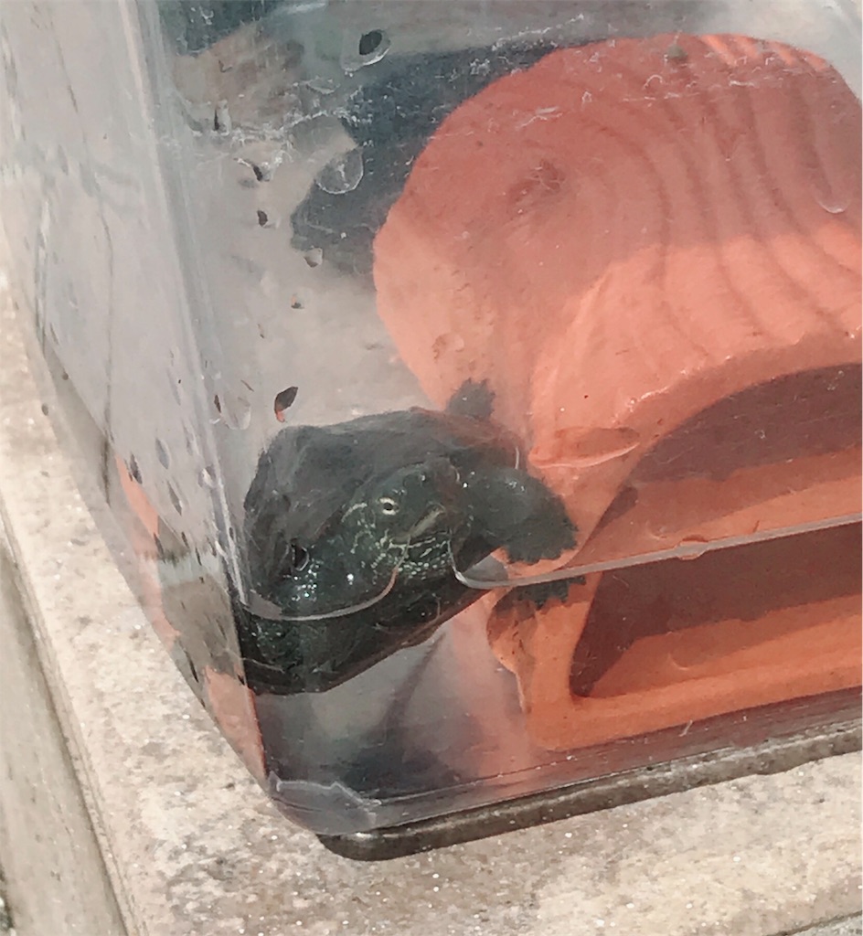 f:id:run_and_pan:20180325060225j:image f:id:run_and_pan:20180325060225j:image