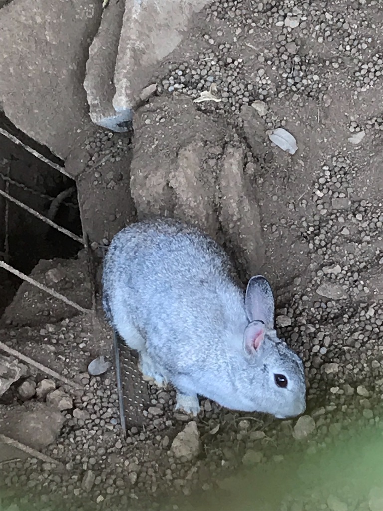 f:id:run_and_pan:20190819093914j:image