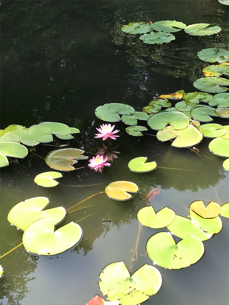 f:id:run_and_pan:20190819100214j:image