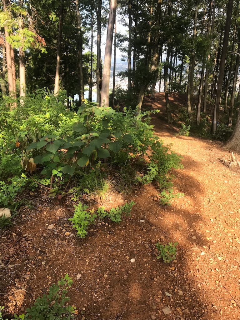 f:id:run_and_pan:20190822110130j:image