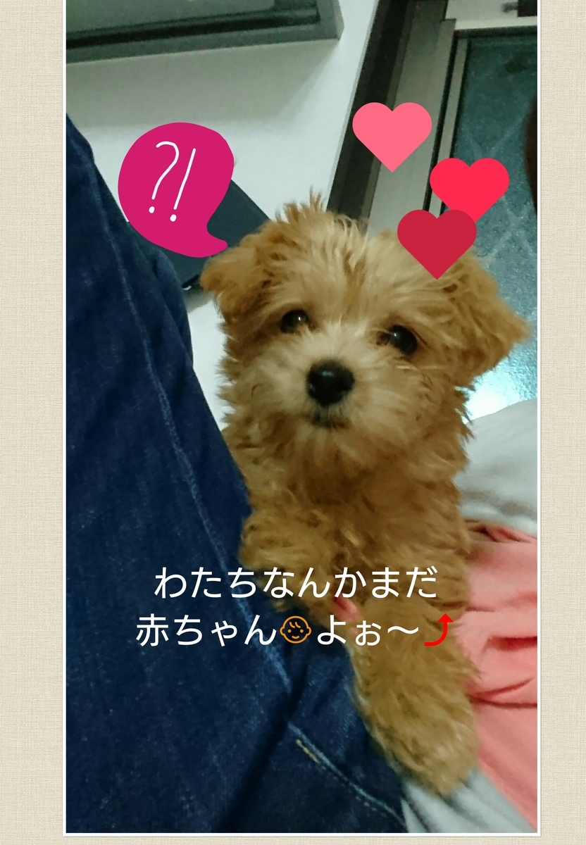 f:id:runa1030:20190504023459j:plain